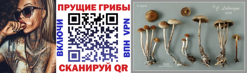 Псилоцибиновые грибы Psilocybe  купить закладку  Нижний Новгород 